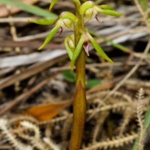 Genoplesium baueri at suppressed - suppressed