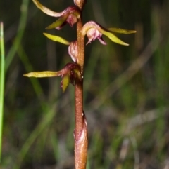Genoplesium baueri (Bauer's Midge Orchid) at Parma Creek Nature Reserve - 27 Feb 2015 by AlanS