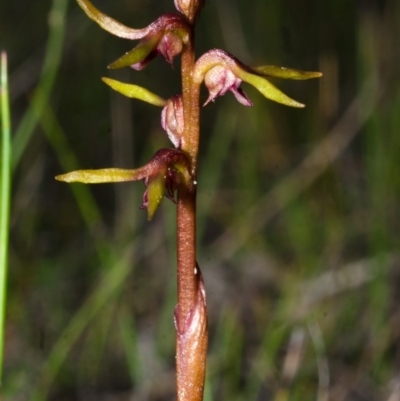 Genoplesium baueri (Bauer's Midge Orchid) at Parma Creek Nature Reserve - 27 Feb 2015 by AlanS