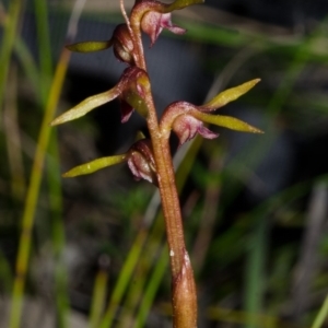 Genoplesium baueri at suppressed - suppressed