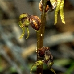 Genoplesium baueri (Bauer's Midge Orchid) at Bomaderry, NSW - 21 Apr 2010 by AlanS