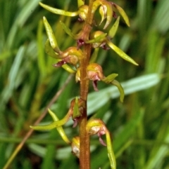 Genoplesium baueri (Bauer's Midge Orchid) at Parma Creek Nature Reserve - 9 Feb 2012 by AlanS