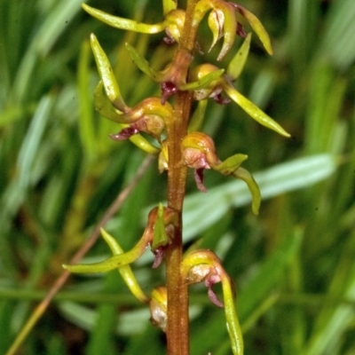 Genoplesium baueri (Bauer's Midge Orchid) at Parma Creek Nature Reserve - 9 Feb 2012 by AlanS