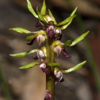 Genoplesium baueri (Bauer's Midge Orchid) at Bomaderry, NSW by AlanS