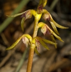 Genoplesium baueri (Bauer's Midge Orchid) at Vincentia, NSW by AlanS