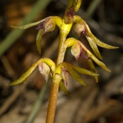 Genoplesium baueri (Bauer's Midge Orchid) at Vincentia, NSW - 27 Jan 2009 by AlanS