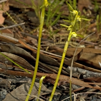 Genoplesium baueri (Bauer's Midge Orchid) at Vincentia, NSW - 16 Mar 2009 by AlanS