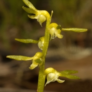 Genoplesium baueri at suppressed - 17 Mar 2009