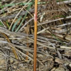 Genoplesium baueri (Bauer's Midge Orchid) at Bomaderry Creek Regional Park - 19 Mar 2013 by AlanS