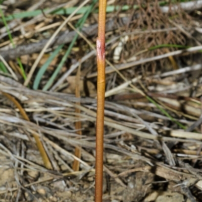 Genoplesium baueri (Bauer's Midge Orchid) at Bomaderry Creek Regional Park - 19 Mar 2013 by AlanS