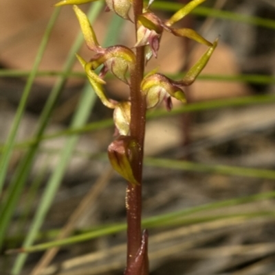 Genoplesium baueri (Bauer's Midge Orchid) at Bomaderry, NSW by AlanS