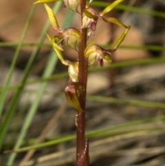 Genoplesium baueri (Bauer's Midge Orchid) at Bomaderry Creek Regional Park - 21 Feb 2010 by AlanS