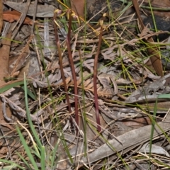 Genoplesium baueri (Bauer's Midge Orchid) at Worrowing Heights, NSW by AlanS