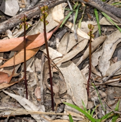 Genoplesium baueri (Bauer's Midge Orchid) at Vincentia, NSW - 9 Jan 2014 by AlanS