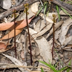 Genoplesium baueri (Bauer's Midge Orchid) at Vincentia, NSW - 9 Jan 2014 by AlanS