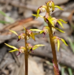 Genoplesium baueri at suppressed - suppressed