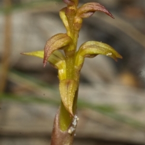 Genoplesium baueri at suppressed - suppressed
