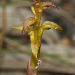 Genoplesium baueri (Bauer's Midge Orchid) at Vincentia, NSW - 20 Jan 2012 by AlanS