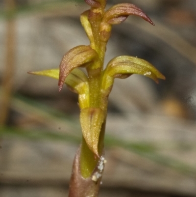 Genoplesium baueri (Bauer's Midge Orchid) at Jervis Bay National Park - 20 Jan 2012 by AlanS