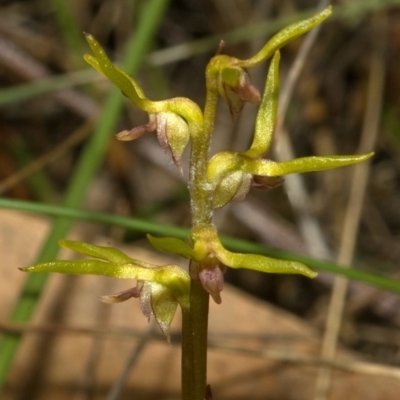 Genoplesium baueri (Bauer's Midge Orchid) at Vincentia, NSW by AlanS