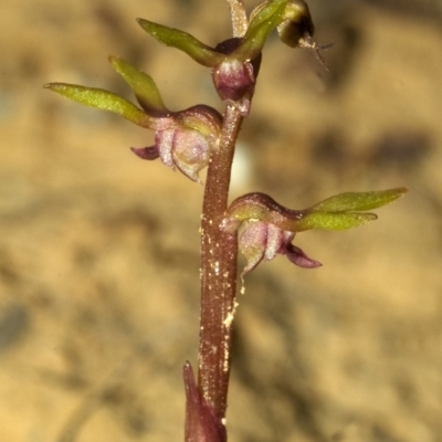 Genoplesium baueri (Bauer's Midge Orchid) at Yerriyong, NSW by AlanS