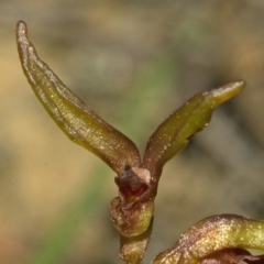 Genoplesium baueri (Bauer's Midge Orchid) at Callala Beach, NSW by AlanS