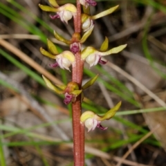Genoplesium baueri (Bauer's Midge Orchid) at Bomaderry Creek Regional Park - 13 Feb 2016 by AlanS