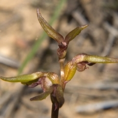 Genoplesium baueri (Bauer's Midge Orchid) at Bomaderry Creek Regional Park - 26 Mar 2010 by AlanS