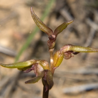 Genoplesium baueri (Bauer's Midge Orchid) at Bomaderry Creek Regional Park - 26 Mar 2010 by AlanS