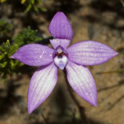 Glossodia minor (Small Wax-lip Orchid) at Tianjara, NSW - 14 Oct 2005 by AlanS