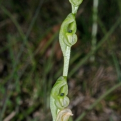 Pterostylis bicolor (Black-tip Greenhood) at Nowra, NSW - 28 Jul 2015 by AlanS