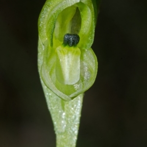 Hymenochilus bicolor (ACT) = Pterostylis bicolor (NSW) at Nowra, NSW - 29 Jul 2015