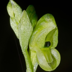 Hymenochilus bicolor (ACT) = Pterostylis bicolor (NSW) at Nowra, NSW - 29 Jul 2015