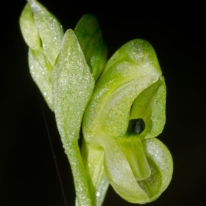 Pterostylis bicolor at Nowra, NSW - 29 Jul 2015