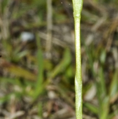Hymenochilus bicolor (ACT) = Pterostylis bicolor (NSW) (Black-tip Greenhood) at Nowra, NSW - 28 Aug 2006 by AlanS