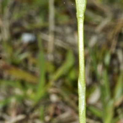 Pterostylis bicolor (Black-tip Greenhood) at Nowra, NSW - 27 Aug 2006 by AlanS