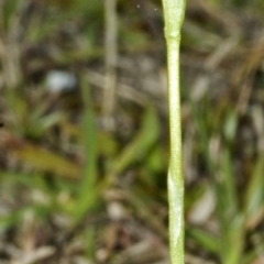 Pterostylis bicolor (Black-tip Greenhood) at Nowra, NSW - 27 Aug 2006 by AlanS