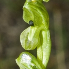 Hymenochilus bicolor (ACT) = Pterostylis bicolor (NSW) at Nowra, NSW - suppressed