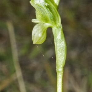 Hymenochilus bicolor (ACT) = Pterostylis bicolor (NSW) at Nowra, NSW - suppressed