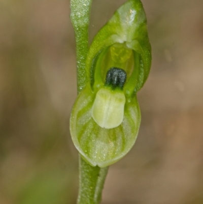 Hymenochilus bicolor (ACT) = Pterostylis bicolor (NSW) (Black-tip Greenhood) at Nowra, NSW - 29 Aug 2012 by AlanS