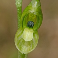 Hymenochilus bicolor (ACT) = Pterostylis bicolor (NSW) at Nowra, NSW - suppressed