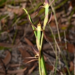 Lyperanthus suaveolens (Brown Beaks) at Myola, NSW - 27 Sep 2013 by AlanS