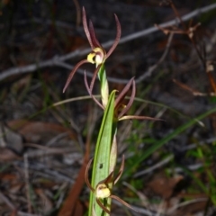 Lyperanthus suaveolens at Myola, NSW - suppressed