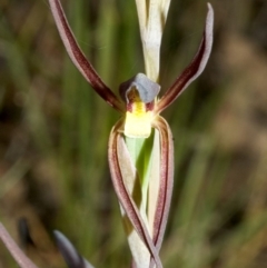 Lyperanthus suaveolens (Brown Beaks) at Tomerong, NSW - 20 Aug 2005 by AlanS