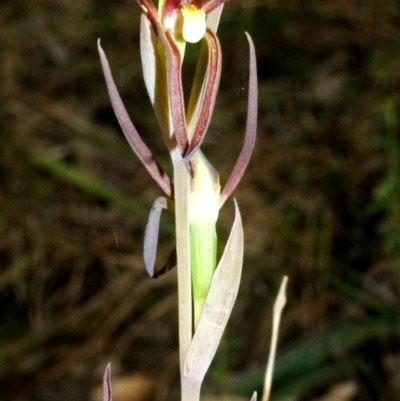 Lyperanthus suaveolens (Brown Beaks) at Yerriyong State Forest - 23 Aug 2007 by AlanS