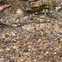 Corunastylis striata (Eastern Hunchback Orchid) at Red Rocks, NSW - 29 Mar 2015 by AlanS