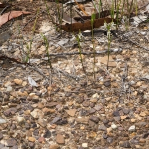 Prasophyllum striatum at Red Rocks, NSW - 29 Mar 2015