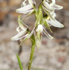 Corunastylis striata at Red Rocks, NSW - suppressed