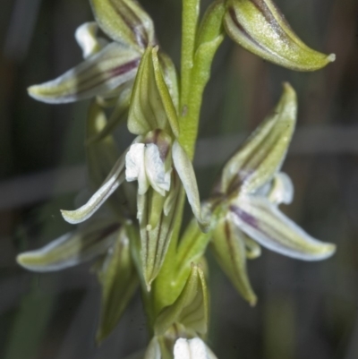 Corunastylis striata (Eastern Hunchback Orchid) at Tomerong, NSW - 9 Apr 2007 by AlanS