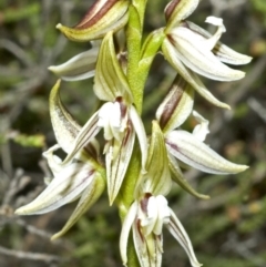 Prasophyllum striatum (Streaked Leek Orchid) at Morton National Park - 3 Apr 2007 by AlanS
